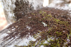 Frullania brittoniae