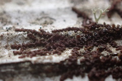 Frullania brittoniae