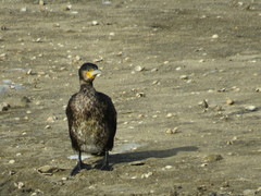 Phalacrocorax carbo