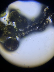 Frullania brittoniae