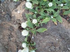 Gomphrena nitida
