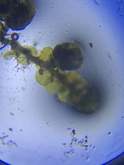 Frullania brittoniae