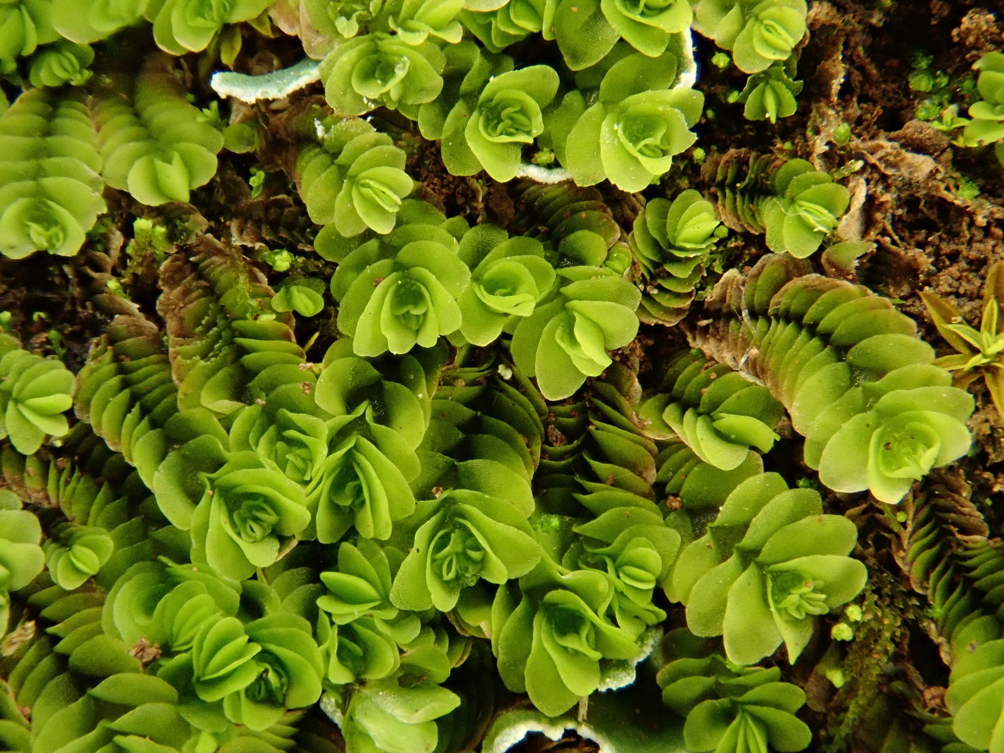 Gongylanthus ericetorum