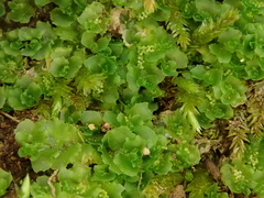 Fossombronia angulosa