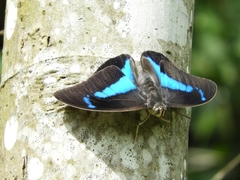 Lepidoptera