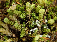 Scapania compacta