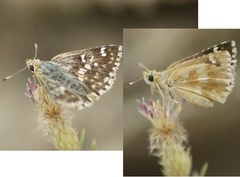 Muschampia proto
