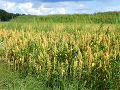 Chenopodium quinoa