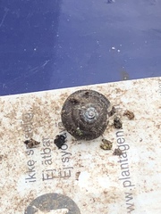 Trochulus hispidus