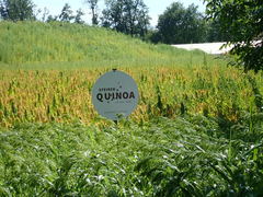 Chenopodium quinoa