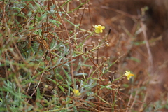 Verbascum spinosum