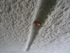 Otala lactea