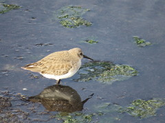 Calidris alpina
