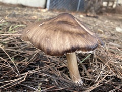 Pluteus primus
