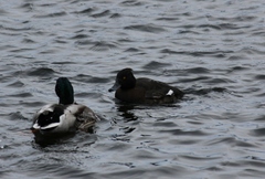 Aythya fuligula