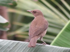 Turdus ignobilis debilis