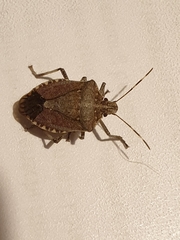 Halyomorpha halys