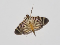 Spilomela perspicata