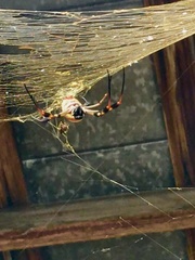 Trichonephila clavipes image