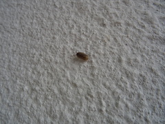 Armadillidium vulgare