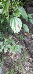 Pseudocoladenia