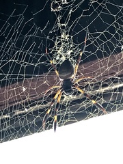 Trichonephila clavipes image