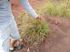 Cyperus duripes