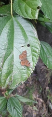 Pseudocoladenia