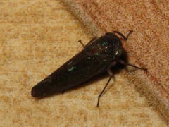 Neobalinae