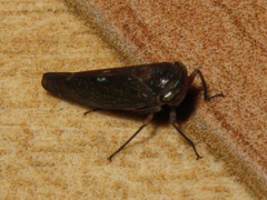 Neobalinae