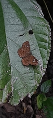 Pseudocoladenia