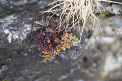 Oeosporangium