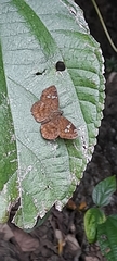 Pseudocoladenia