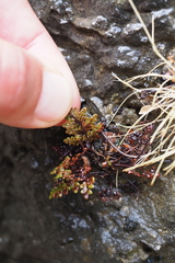 Oeosporangium