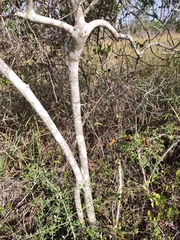 Ilex vomitoria image
