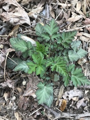 Geum vernum