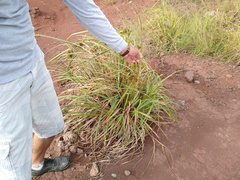 Cyperus duripes