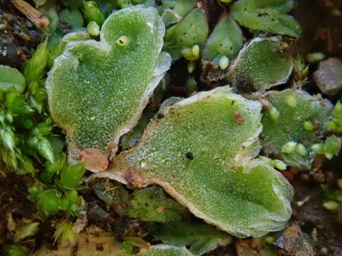 Riccia boumanii