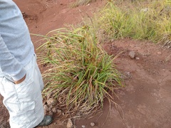 Cyperus duripes
