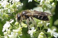 Andrena proxima