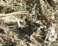 Hemipenthes velutina