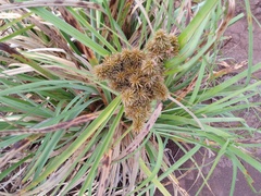 Cyperus duripes