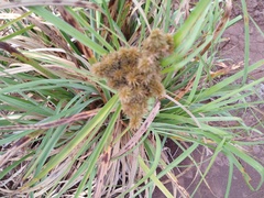 Cyperus duripes