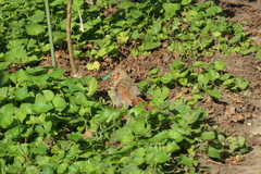 Cardinalis cardinalis