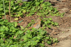 Cardinalis cardinalis