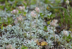 Antennaria caucasica