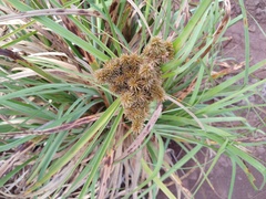 Cyperus duripes