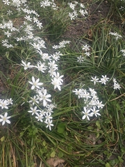Ornithogalum umbellatum