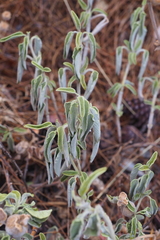 Salvia fruticosa