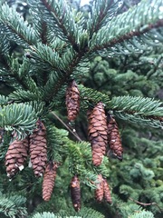 Media resource of Picea glauca